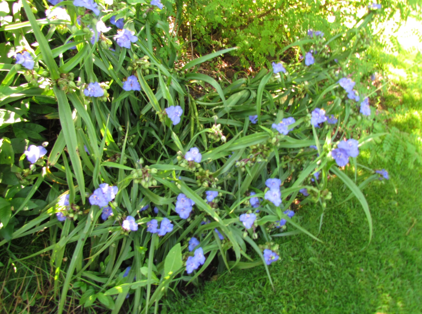 20180623 Adriers jardin de Mo 30 fleurs